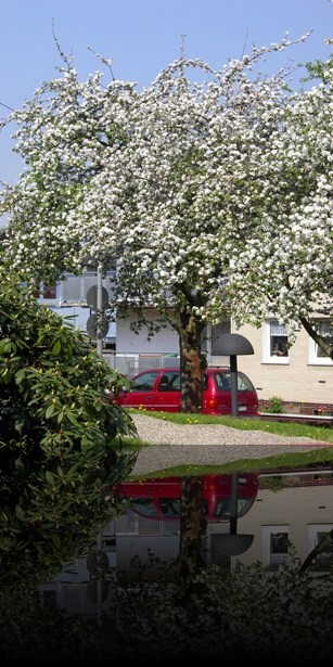 Herrliche Baumbl&uuml;te