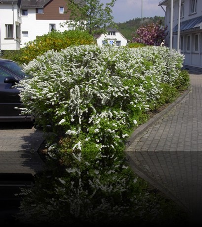 Bl&uuml;hende Hecke