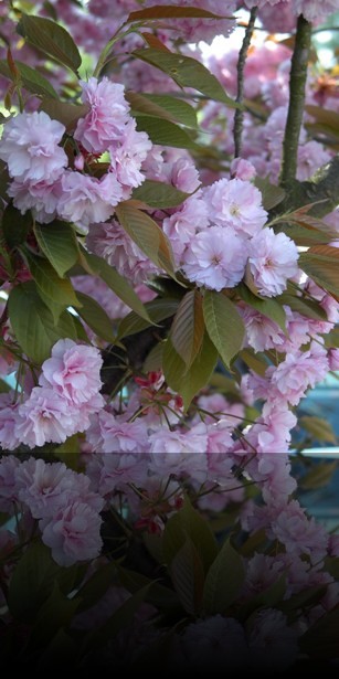 Lila Bl&uuml;te