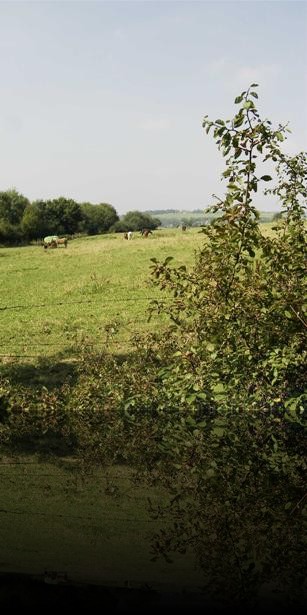 Pferde auf der Weide
