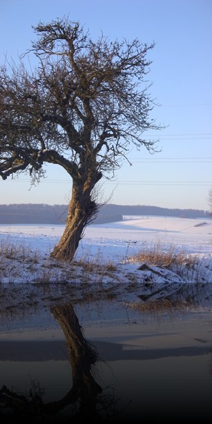 Baum in der Schneelandschaft
