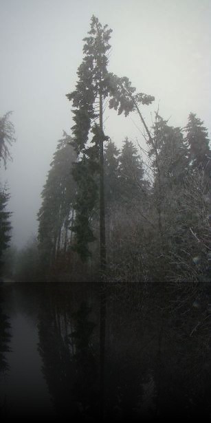 B&auml;ume im Winternebel