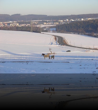 Pferde im verschneiten Taunus