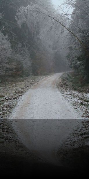 Bereifte B&auml;ume am Weg